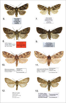 Image of Harutaeographa shui Benedek & Saldaitis