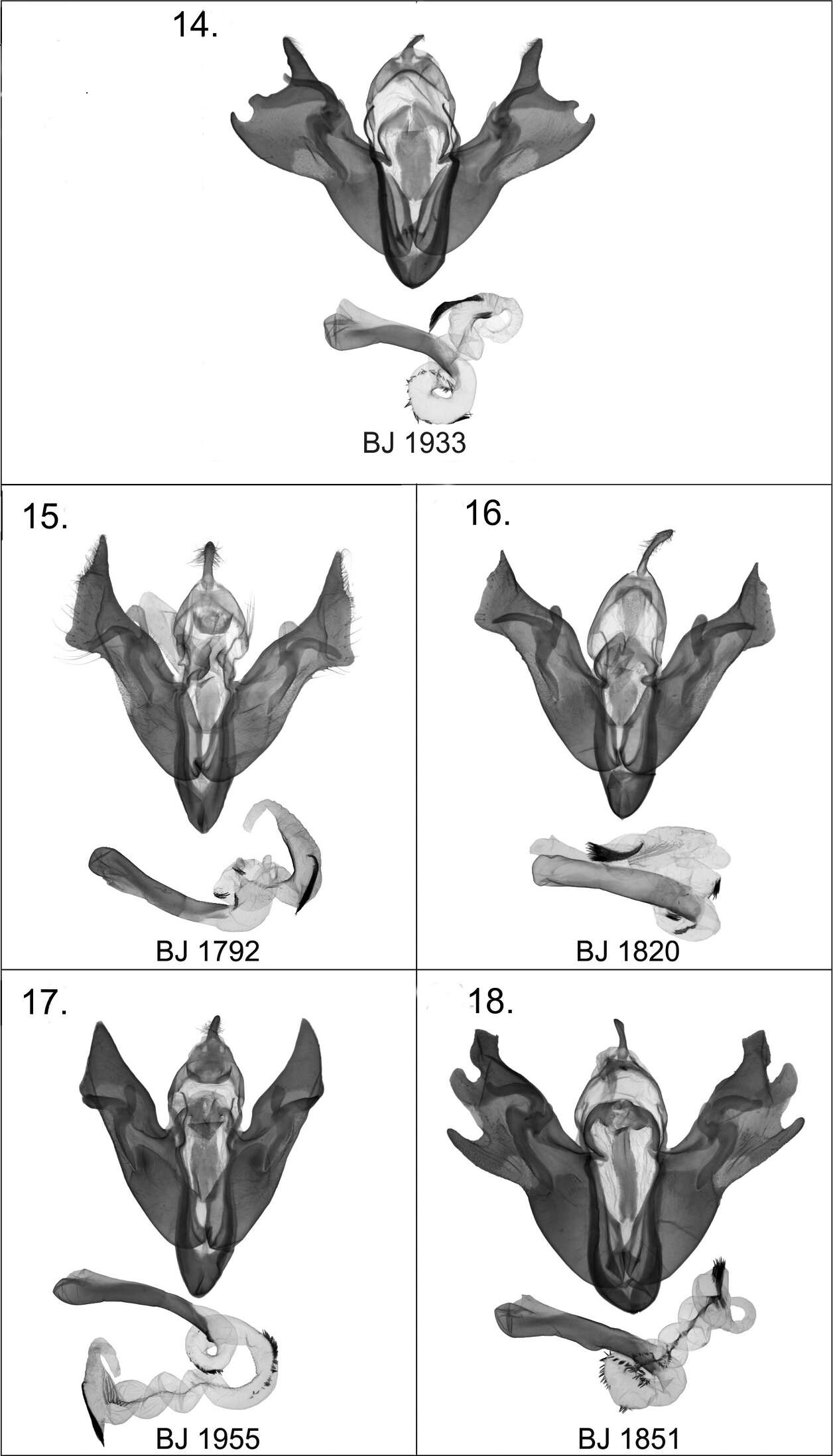 Image of Harutaeographa shui Benedek & Saldaitis