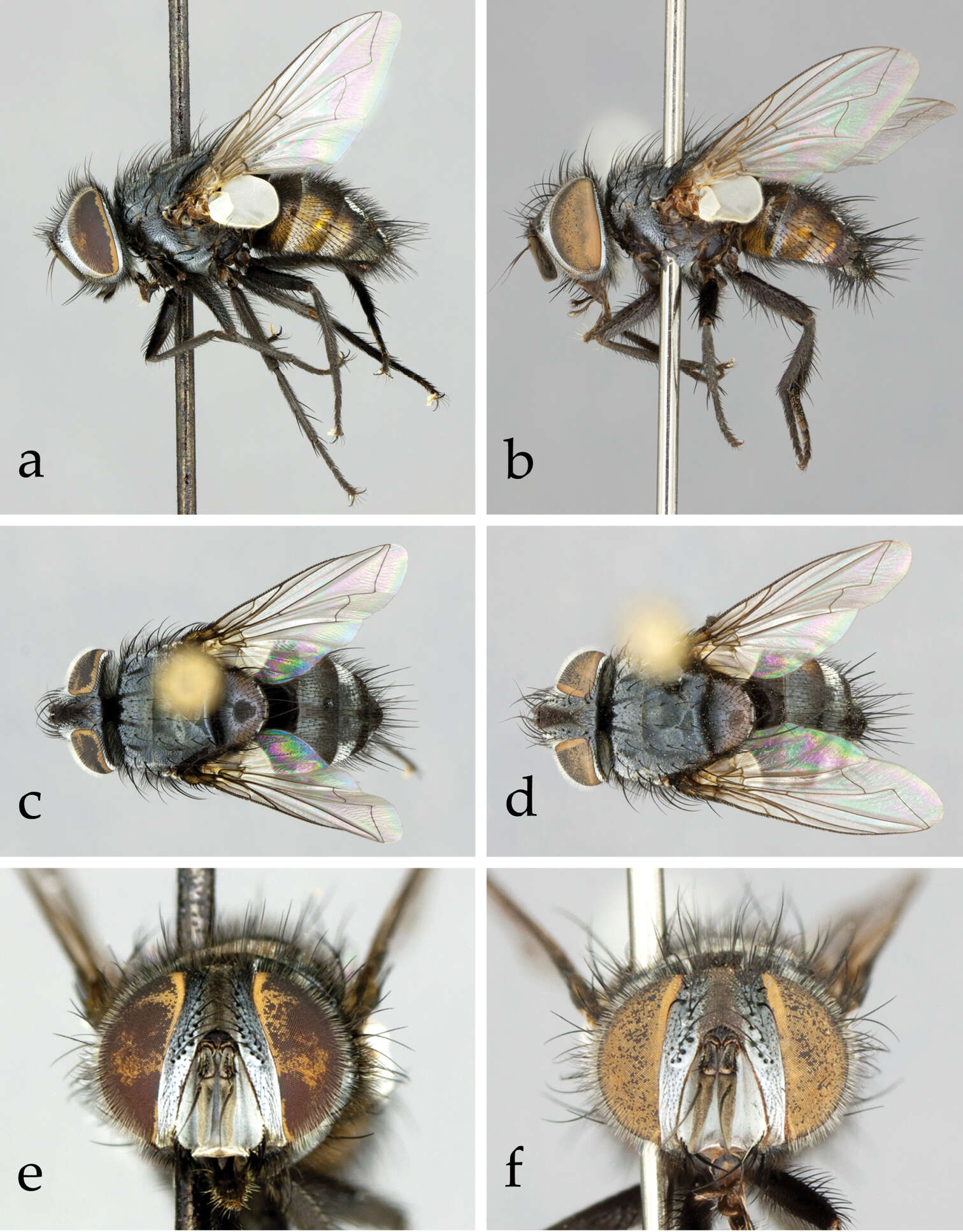 Image of Muscomorpha