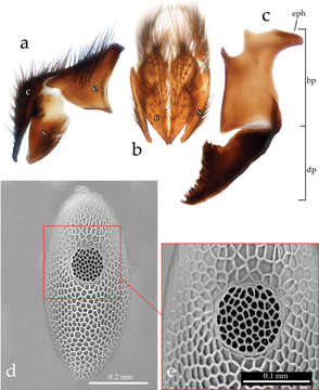 Image of Ethillini