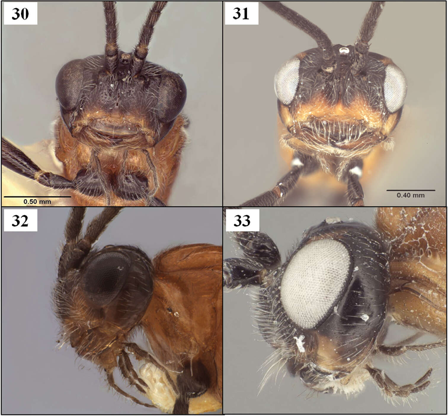 Image of Diachasmimorpha norrbomi Wharton