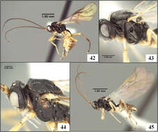 Image of Eurytenes