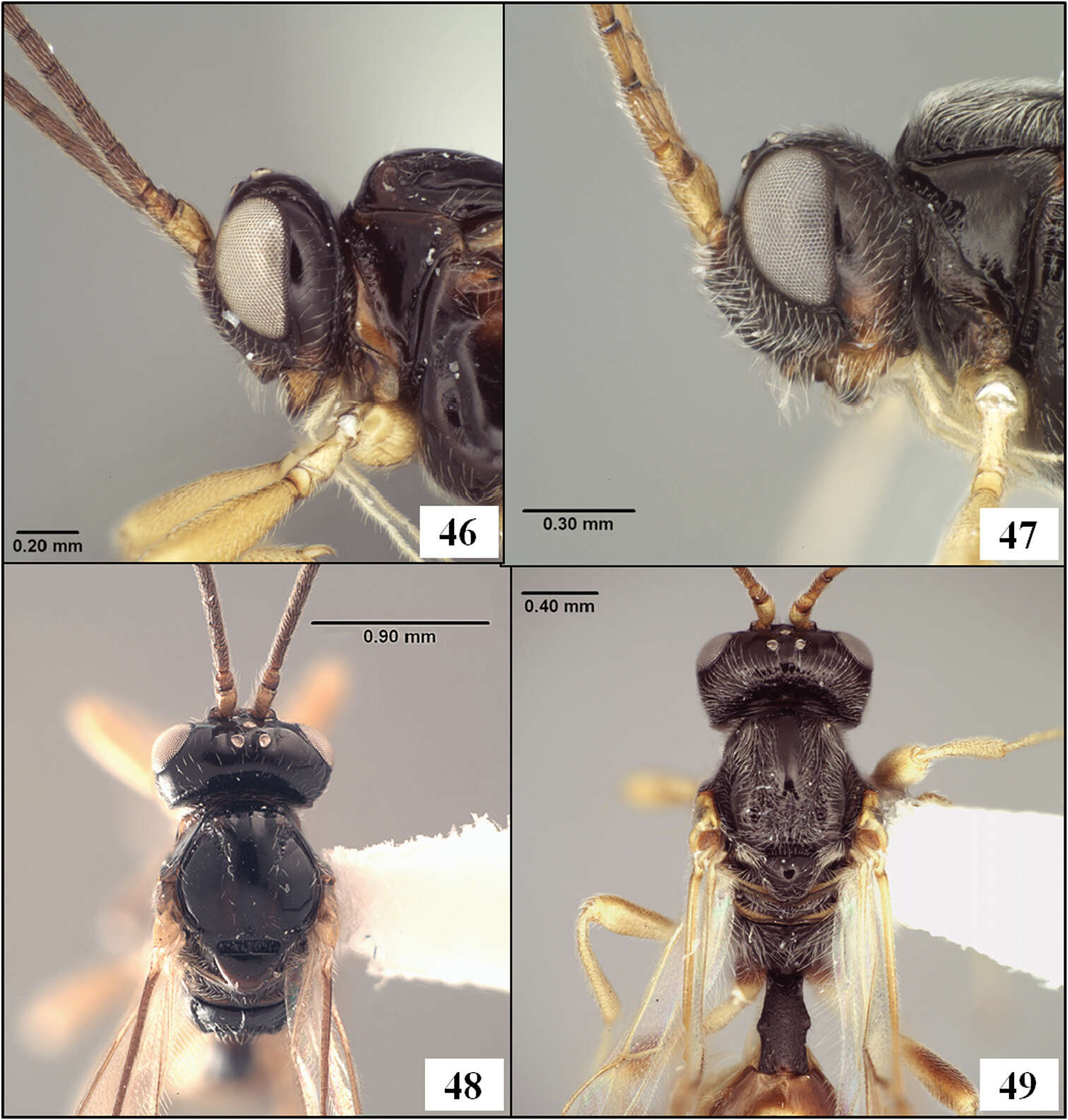 Image of Eurytenes