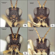 Image of Eurytenes