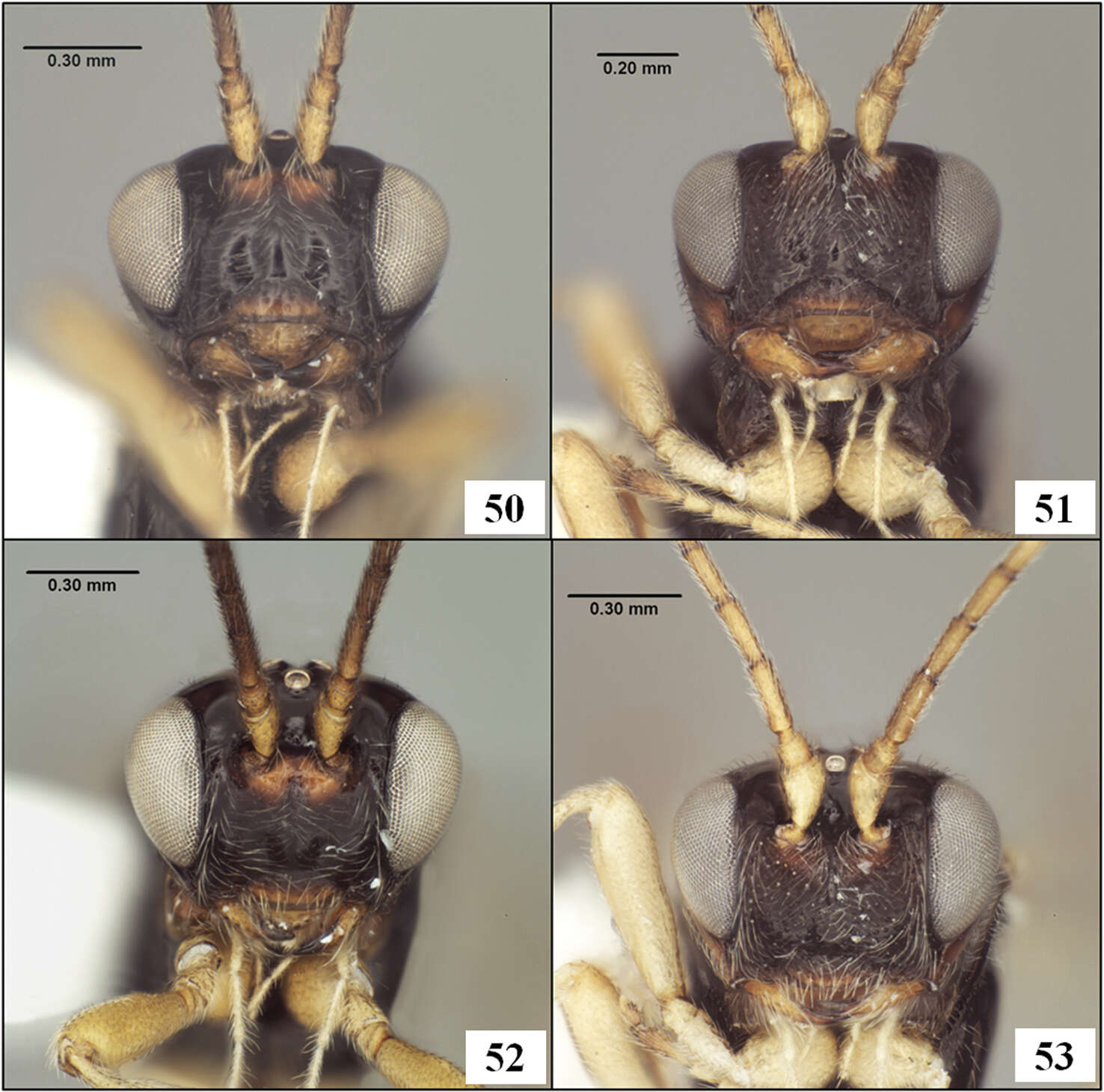 Image of Eurytenes