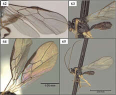 Image of Eurytenes