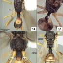 Image of Eurytenes (Stigmatopoea) norrbomi Wharton