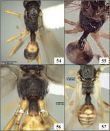 Image of Eurytenes (Stigmatopoea) norrbomi Wharton