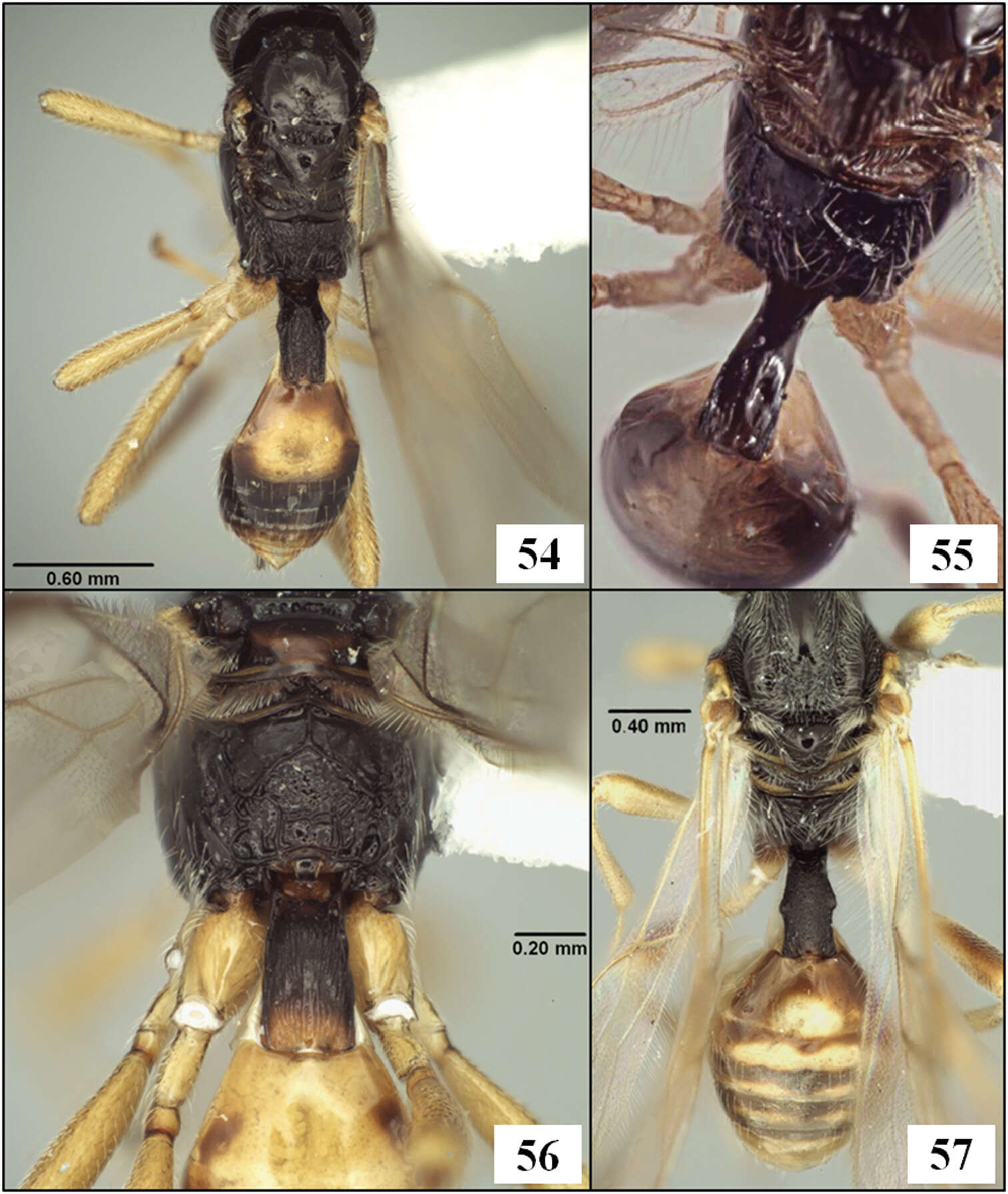 Image of Eurytenes (Stigmatopoea) norrbomi Wharton