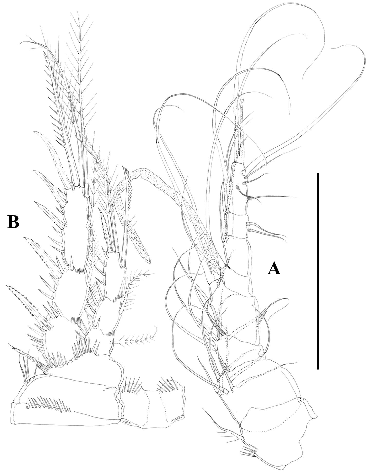 Image of Hexanauplia