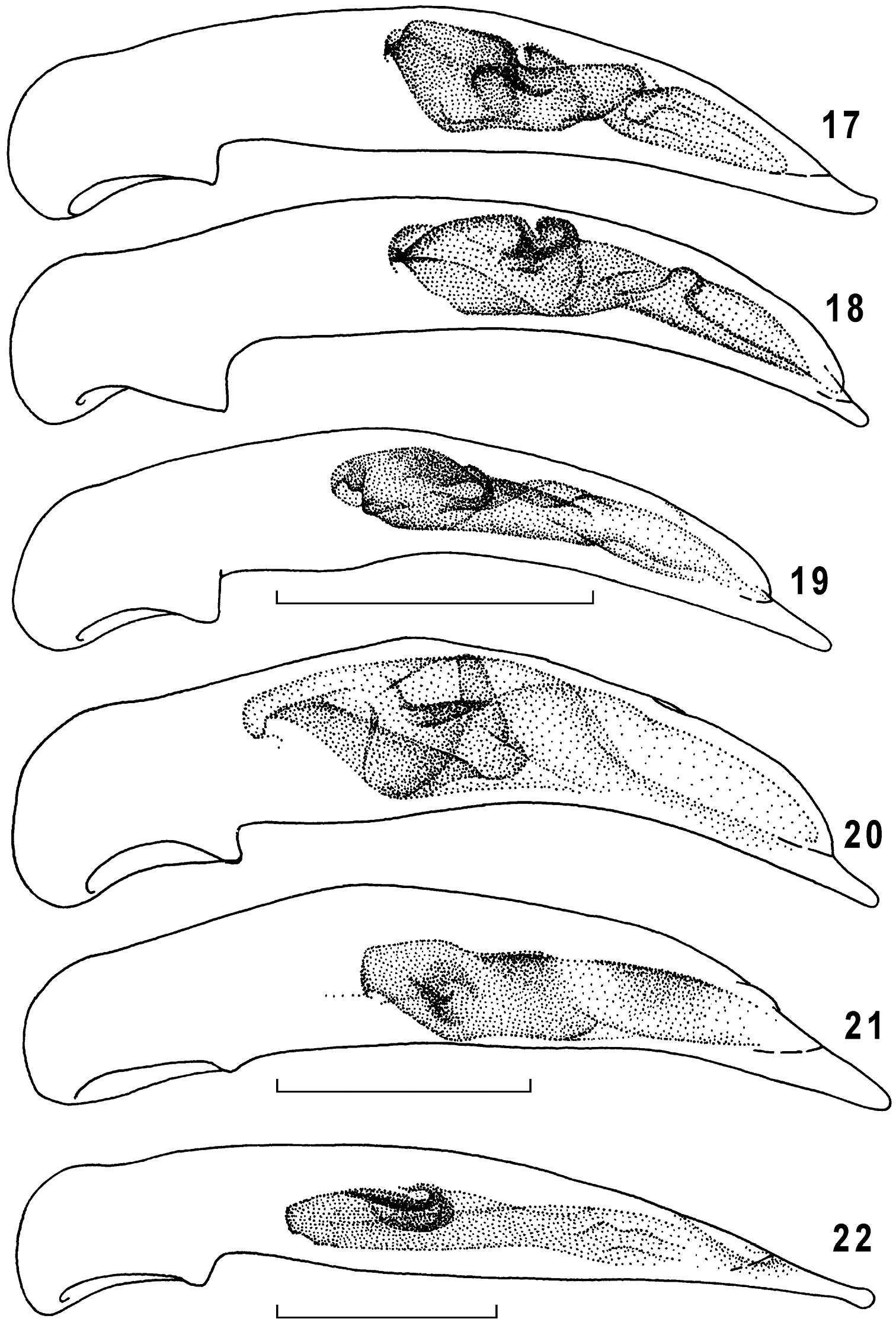 Plancia ëd Taridius piceus Fedorenko 2012