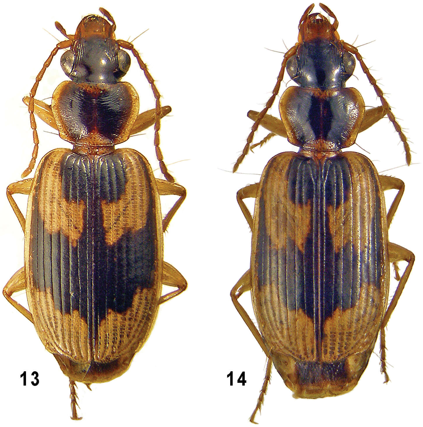 Plancia ëd Taridius abdominalis Fedorenko 2012