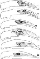 Plancia ëd Taridius abdominalis Fedorenko 2012