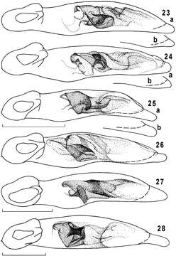 Plancia ëd Taridius abdominalis Fedorenko 2012