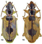 Image of Taridius coriaceus Fedorenko 2012