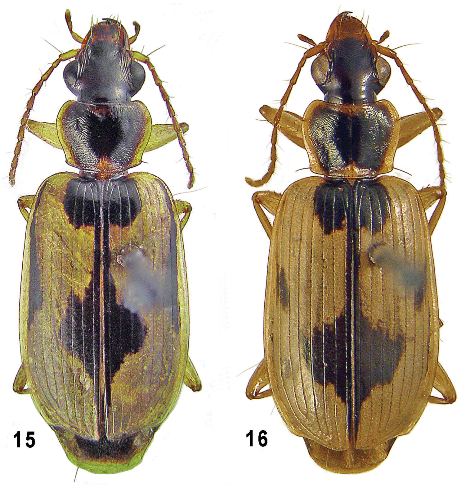 Image of Taridius coriaceus Fedorenko 2012