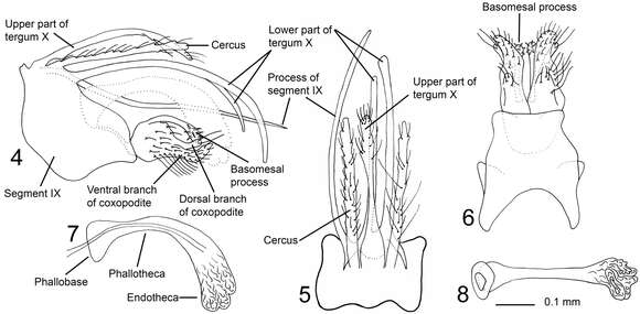 Plancia ëd Triaenodes