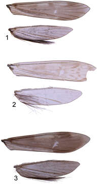 Plancia ëd Triaenodes oscitus Müller & Johanson