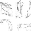 Plancia ëd Triaenodes forcipatus Puranen Li & Johanson