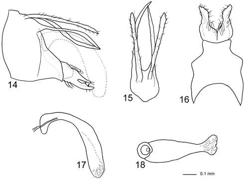 Plancia ëd Triaenodes forcipatus Puranen Li & Johanson