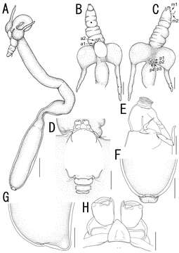 Image of Sarcotretes Jungersen 1911