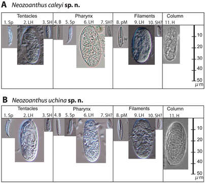 Image of zoanthids