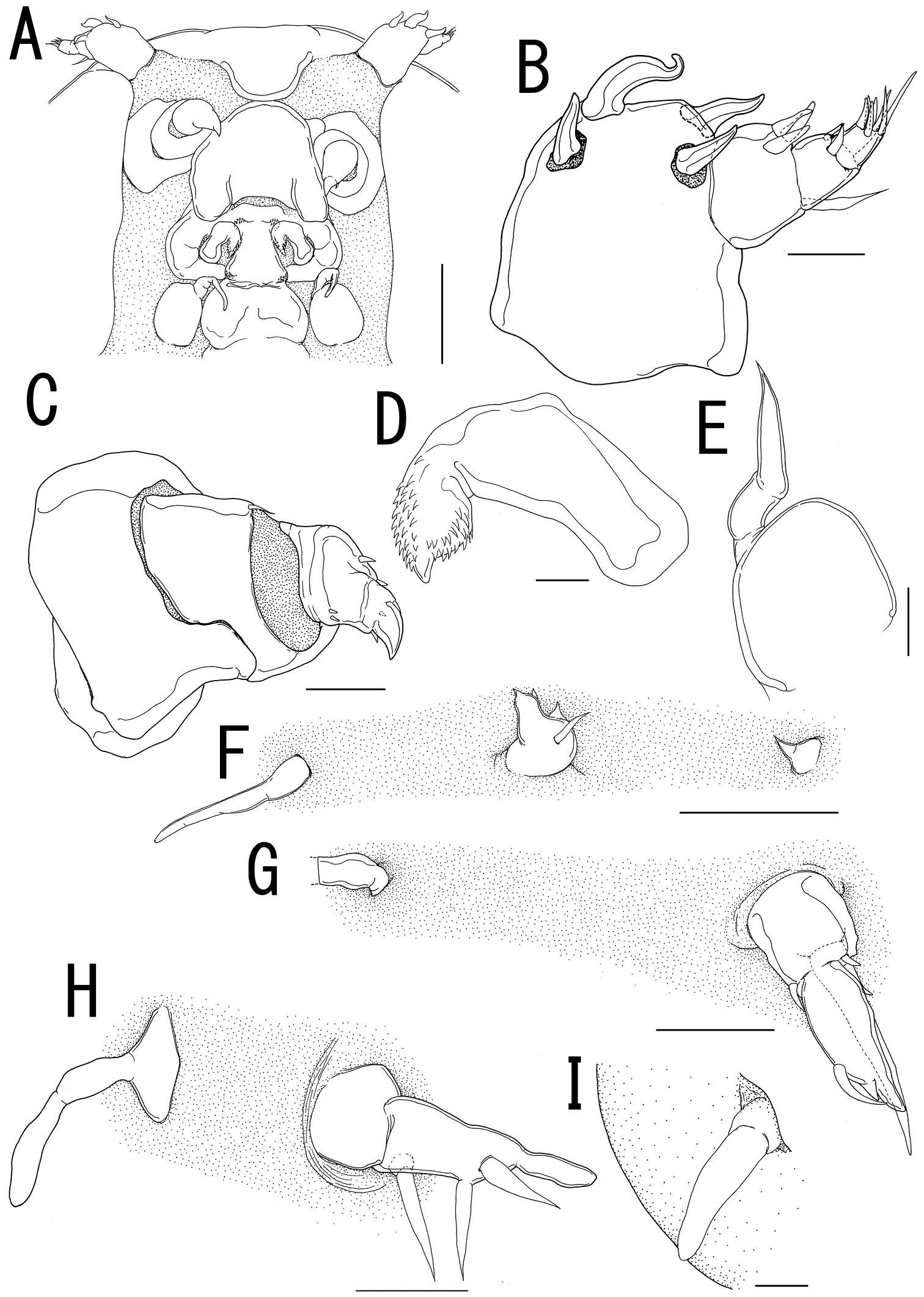 Image of Cyclopoid copepods