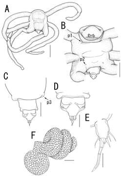 Image of Splanchnotrophus imagawai Uyeno & Nagasawa 2012