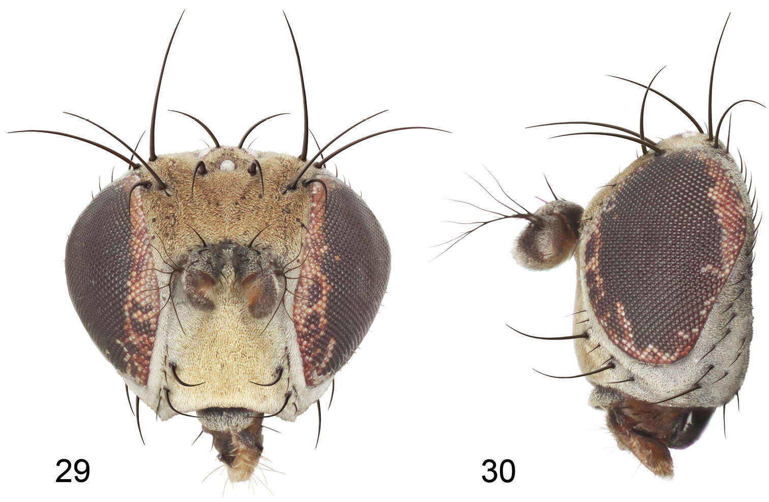 Image of Gymnoclasiopa grecorum Mathis & Zatwarnicki