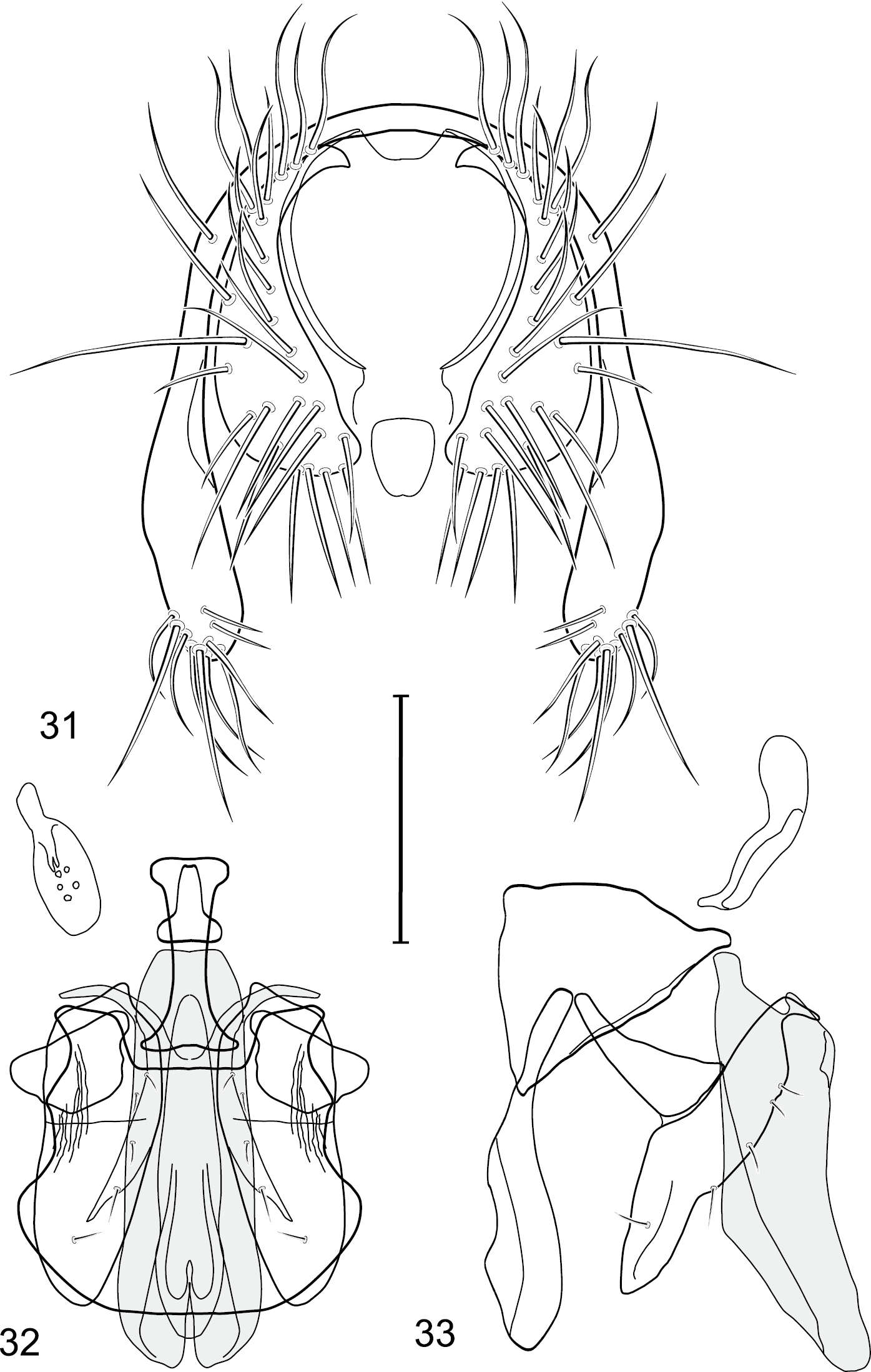 Image of Gymnoclasiopa grecorum Mathis & Zatwarnicki