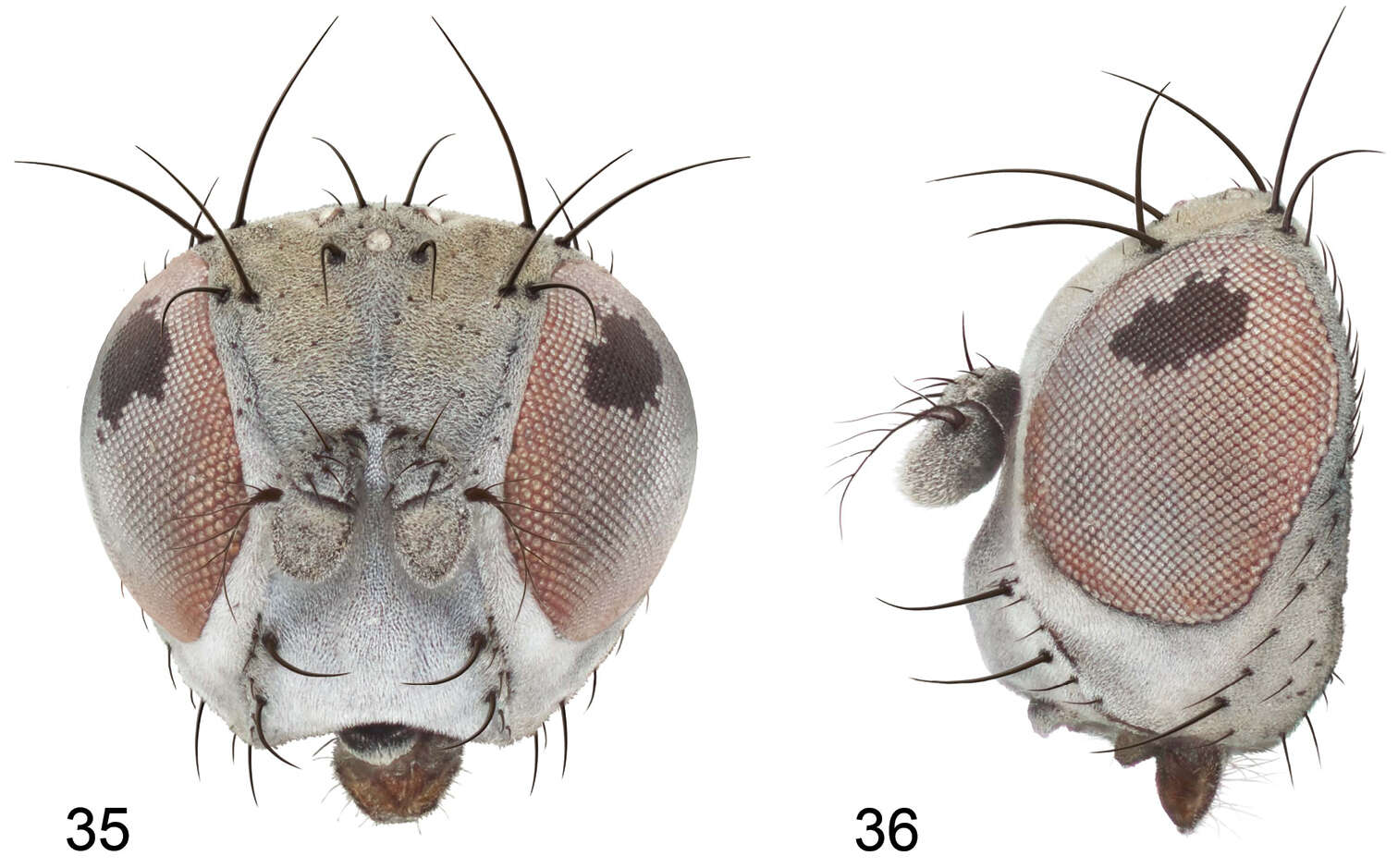 Image de Gymnoclasiopa matanuska Mathis & Zatwarnicki