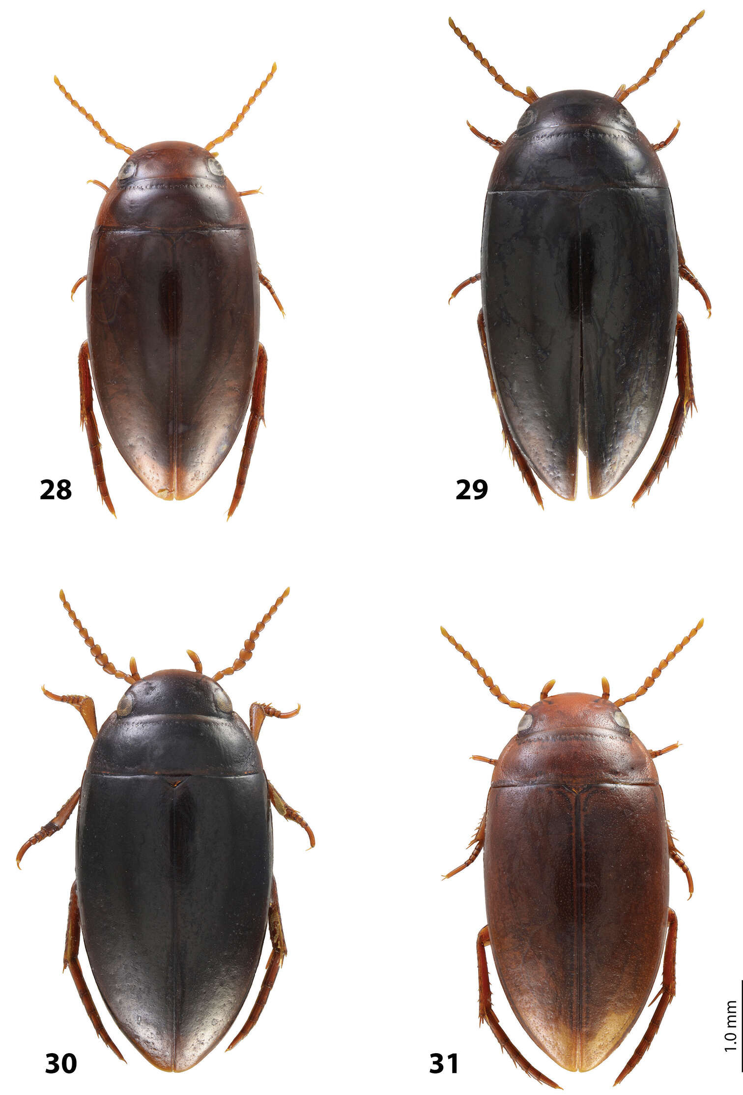 Image of <i>Exocelina evelyncheesmanae</i>