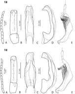 Image of <i>Exocelina irianensis</i>