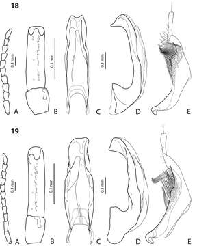 Image of <i>Exocelina irianensis</i>