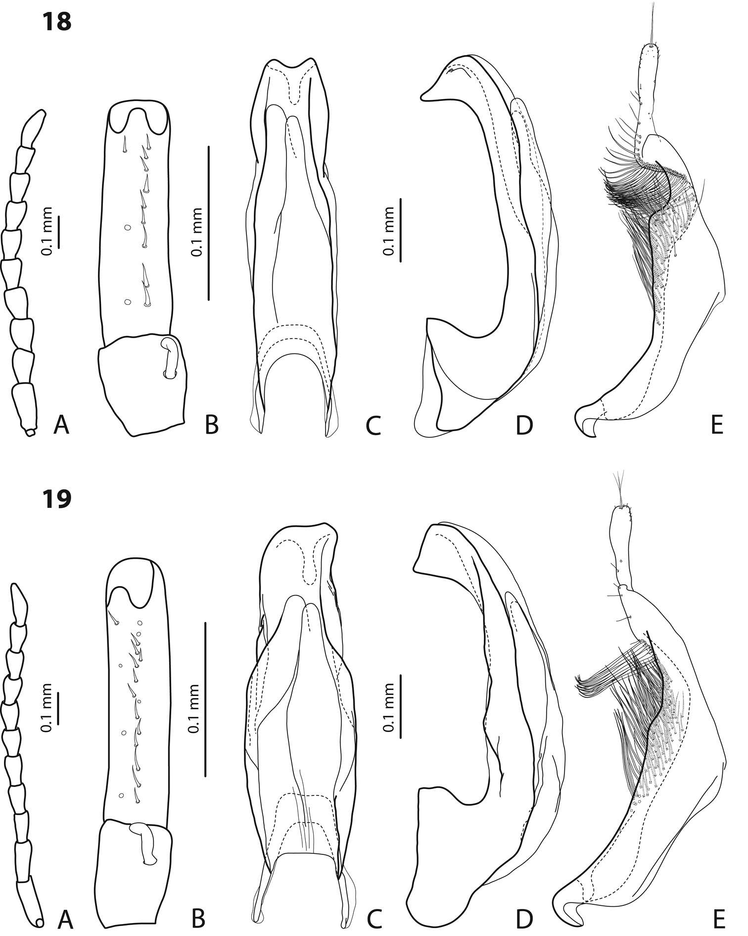 Image of <i>Exocelina irianensis</i>