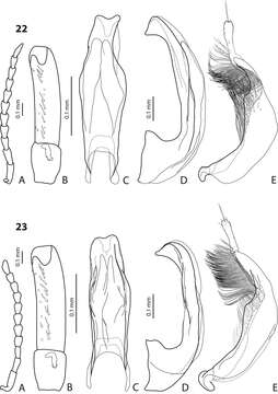 Image of <i>Exocelina kakapupu</i>