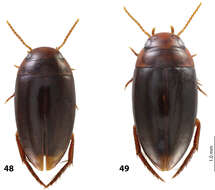 Image of <i>Exocelina kakapupu</i>