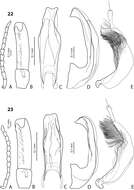 Image of <i>Exocelina unipo</i>