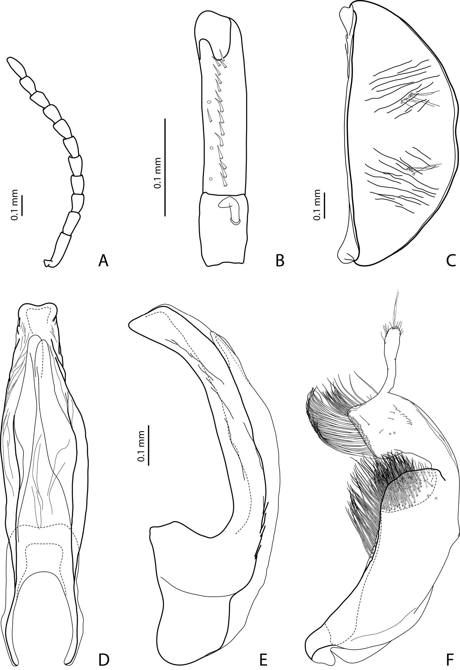 Image of Exocelina utowaensis Shaverdo, Hendrich & Balke