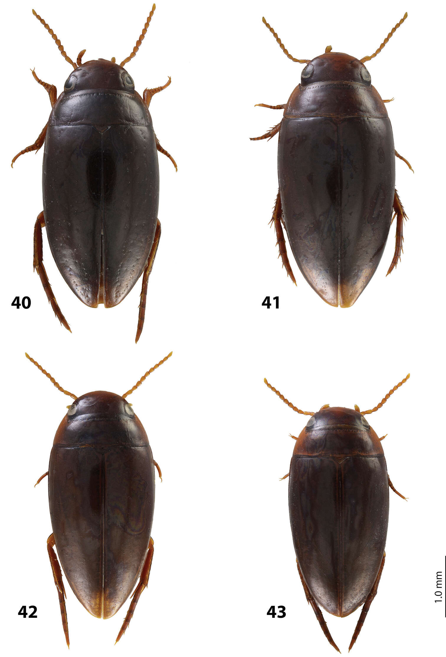 Image of Exocelina utowaensis Shaverdo, Hendrich & Balke