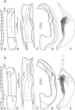 Image of Exocelina waigeoensis Shaverdo, Hendrich & Balke