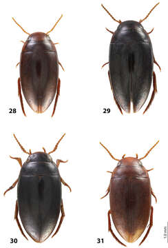 Image of Exocelina waigeoensis Shaverdo, Hendrich & Balke