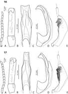 Image of <i>Exocelina weylandensis</i>