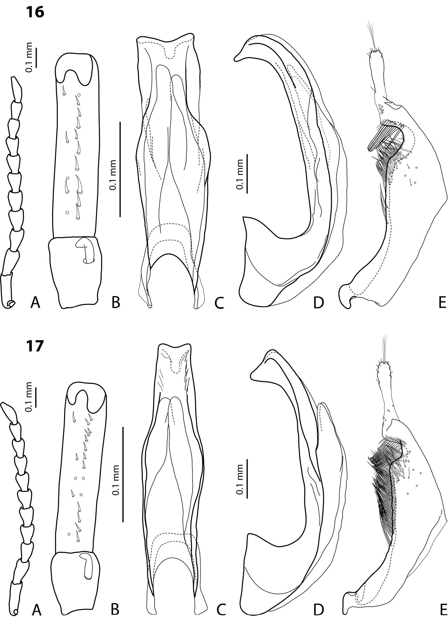 Image of <i>Exocelina weylandensis</i>