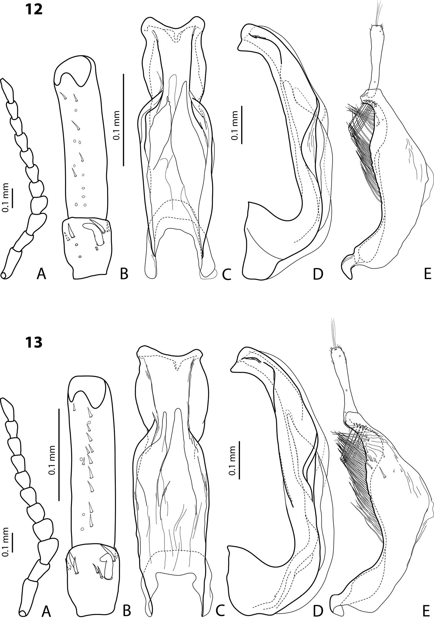 Image of <i>Exocelina wondiwoiensis</i>