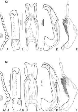 Image of <i>Exocelina arfakensis</i>