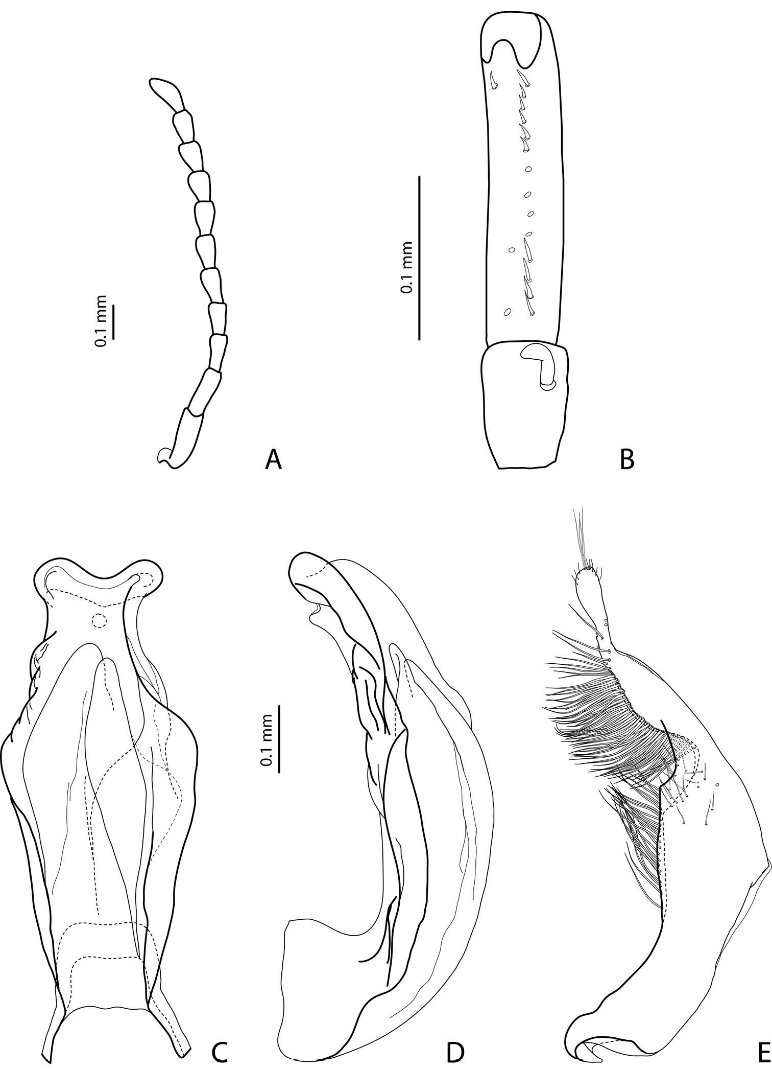 Image of Exocelina bifida Shaverdo, Hendrich & Balke