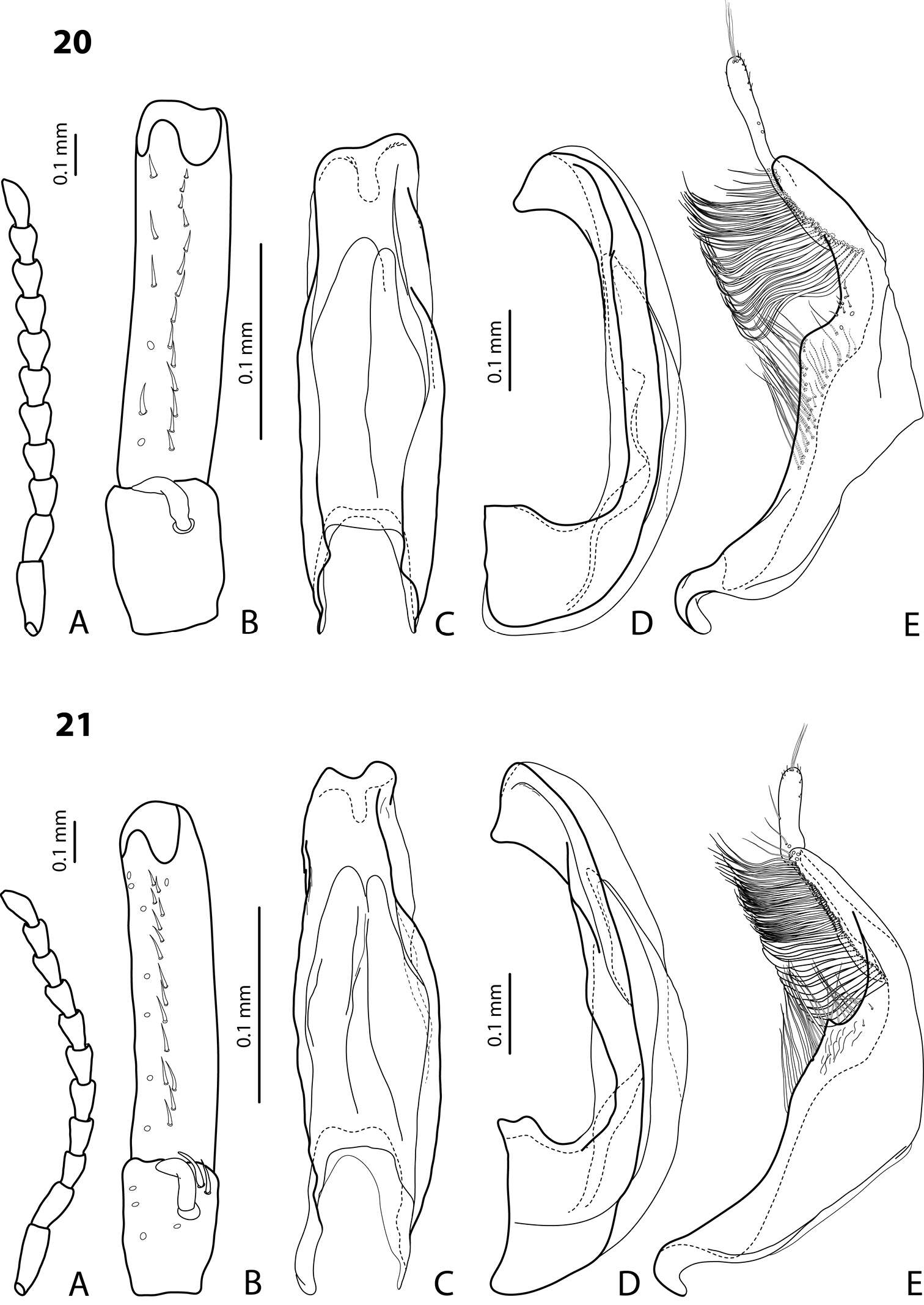 Image of <i>Exocelina brahminensis</i>