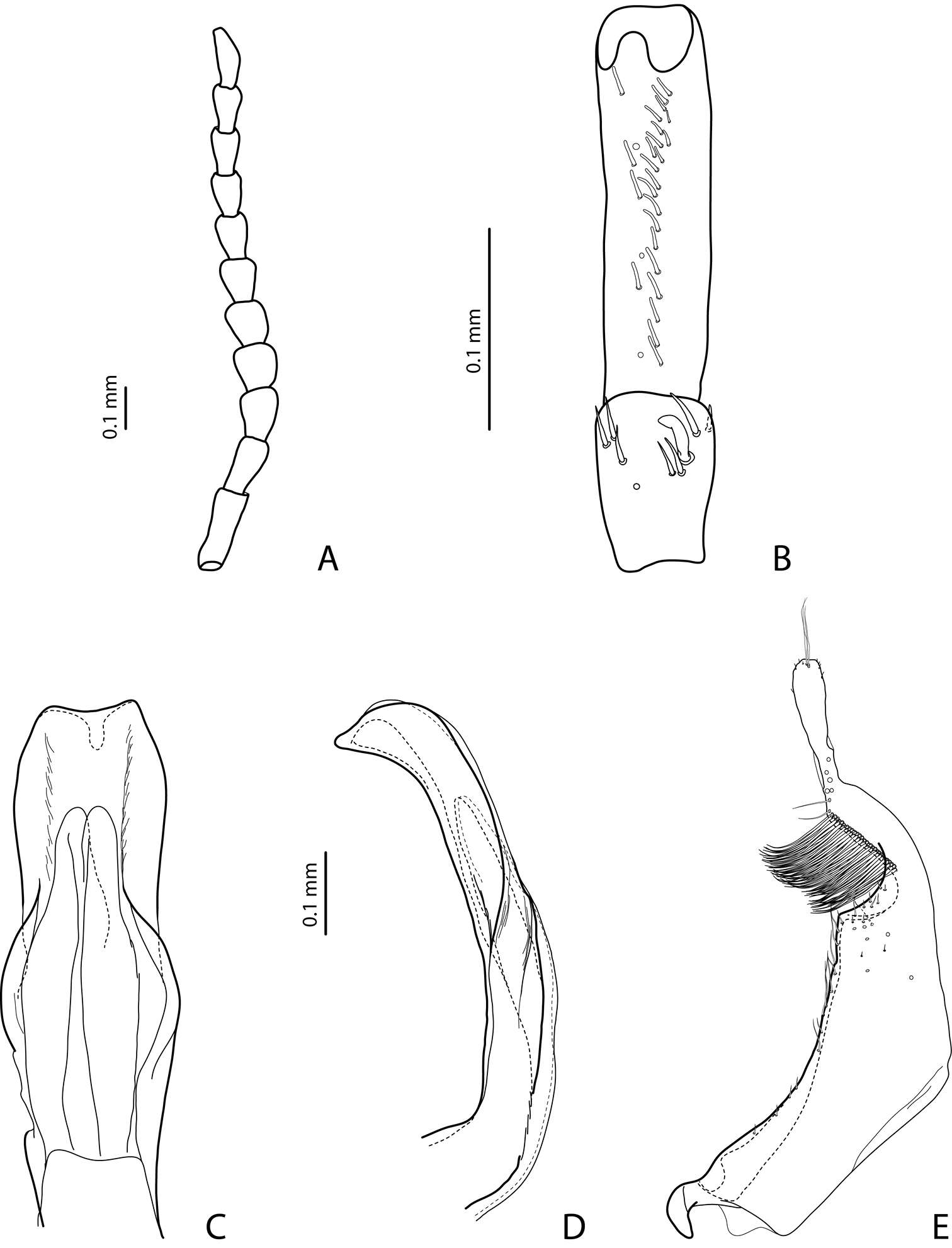 Image of <i>Exocelina bundiensis</i>