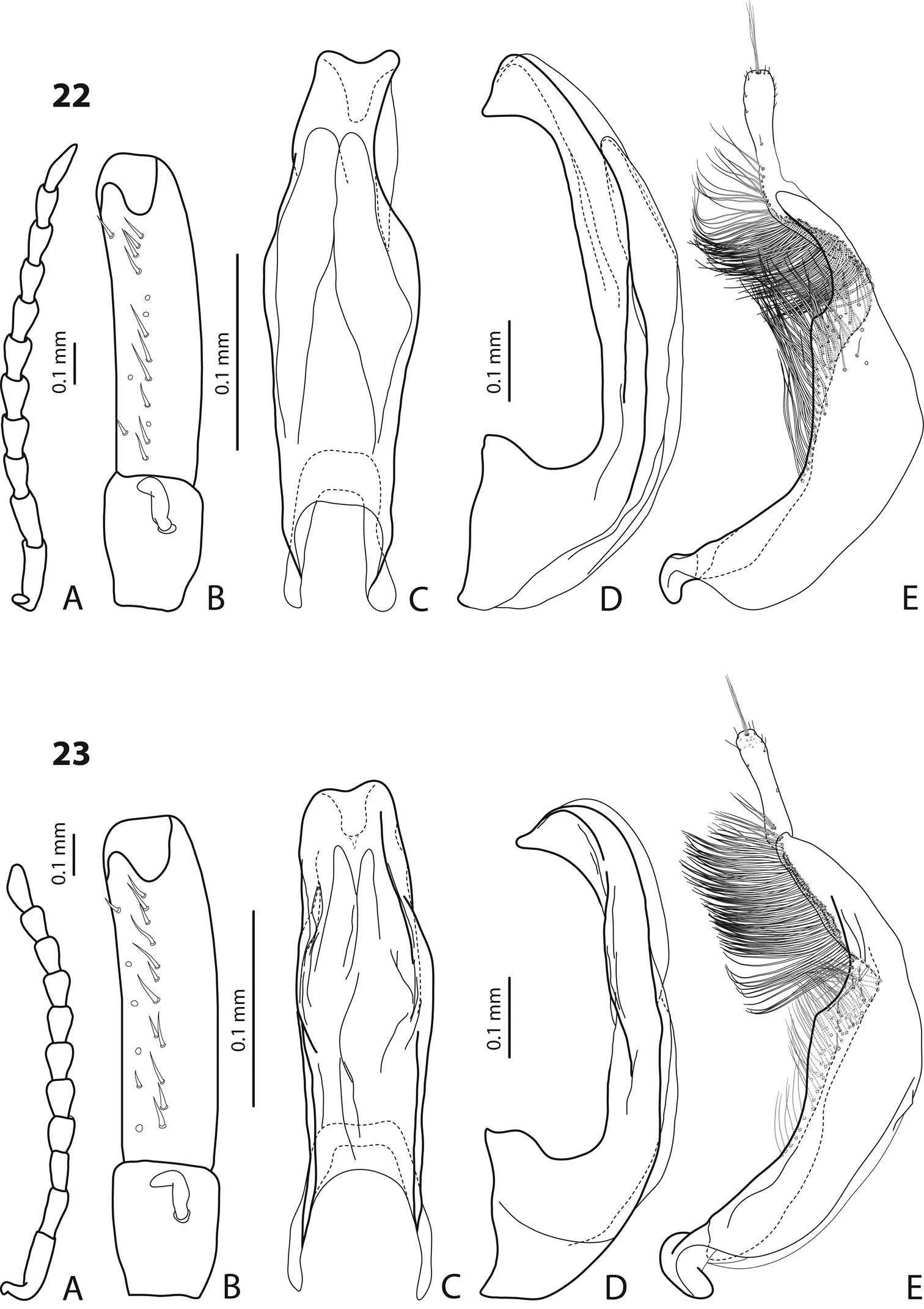 Image of <i>Exocelina bundiensis</i>